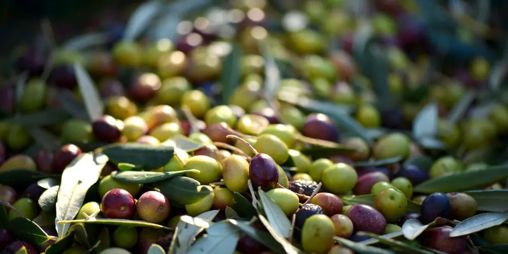 Erlesene Olivenöle bei EinGenuss