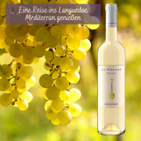 Terroir Sauvignon Blanc IGP Pays d´Oc Domaine La Grange Languedoc